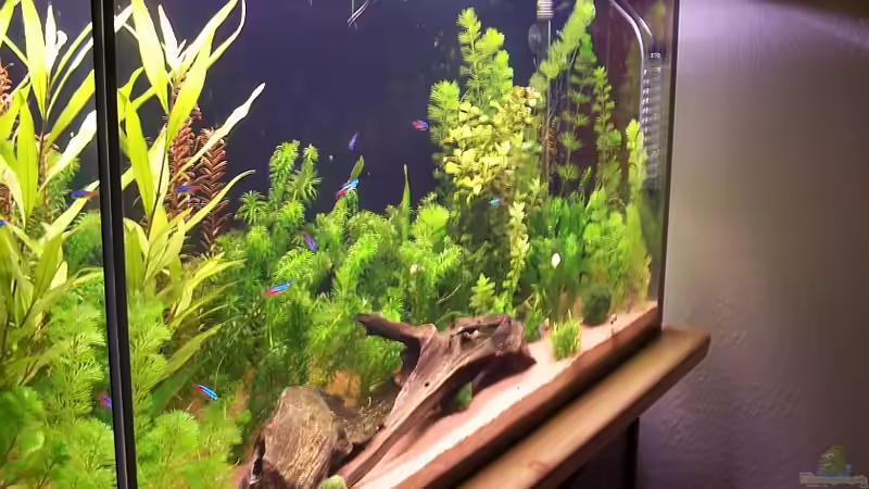 Aquarium Hauptansicht von Becken 18741 von Jan Beckman (1)