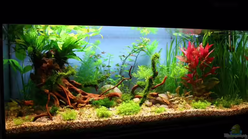 Aquarium Hauptansicht von Becken 18770 von Tom G. (1)