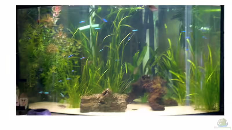 Aquarium Hauptansicht von Becken 18775