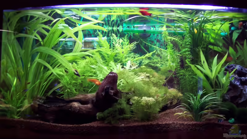 Aquarium Hauptansicht von Becken 1880