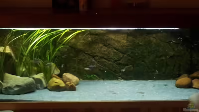 Aquarium Hauptansicht von Becken 18802 von Mara_Rocks (1)