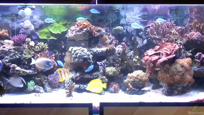 Aquarium Hauptansicht von Becken 18803