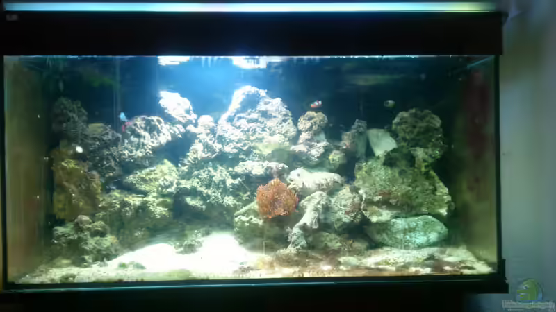 Aquarium Hauptansicht von Becken 18813 von Ben S