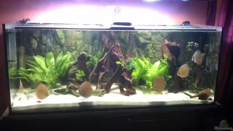 Aquarium Hauptansicht von Becken 18921 von Solitary (1)