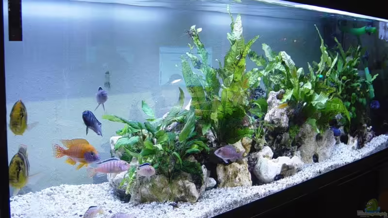 Aquarium Hauptansicht von Becken 190 von Mario Matthes (1)