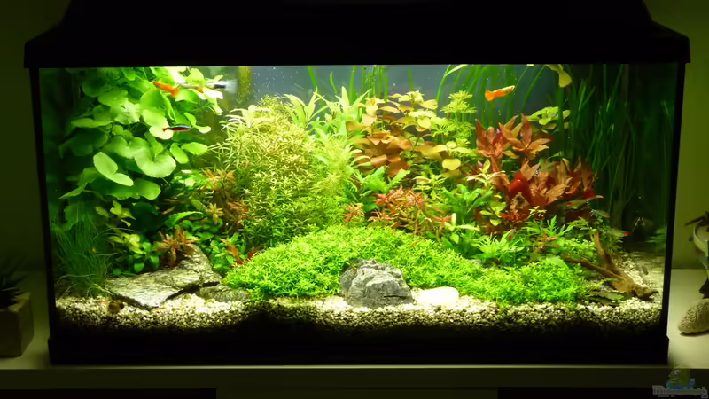 Aquarium Hauptansicht von Becken 19061 von &lt;°))&gt;&lt; aliashardy &lt;°))&gt;&lt; (1)