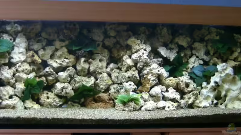 Aquarium Hauptansicht von Becken 19078 von renehilly (1)