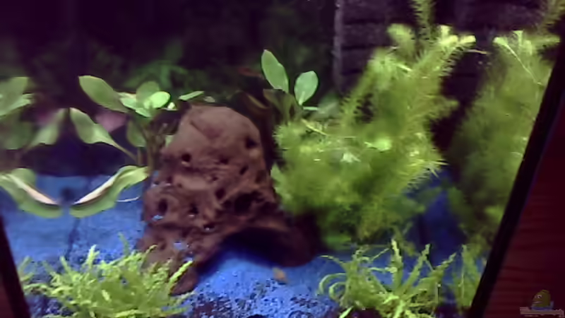 Aquarium Hauptansicht von Becken 19104 von Sebastian Zeitler