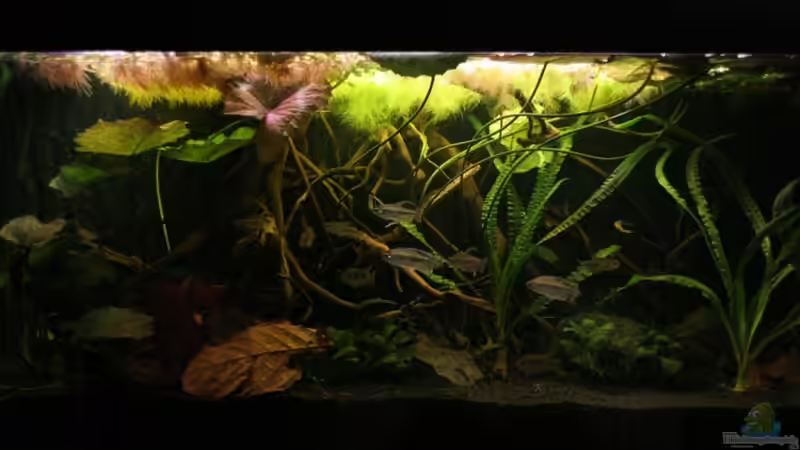 Aquarium Hauptansicht von Becken 19155 von Morrey (1)