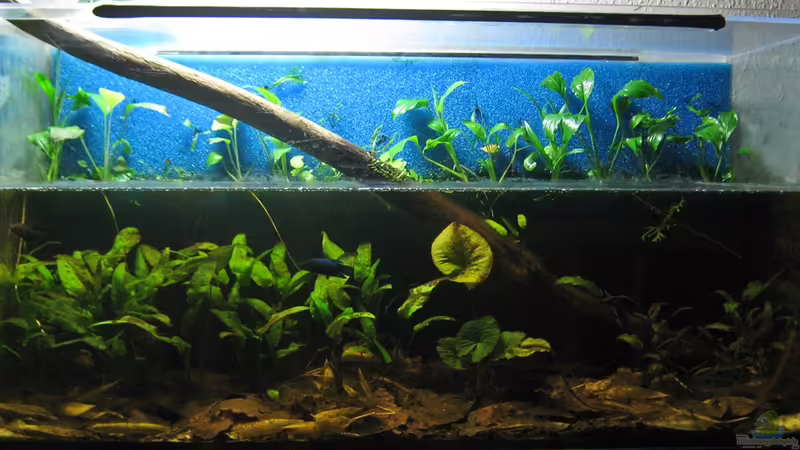 Aquarium Hauptansicht von Becken 19158 von Snaik