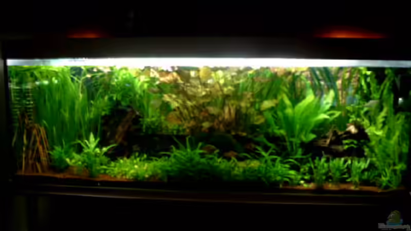 Aquarium Hauptansicht von Becken 1916 von Michael Grote (1)