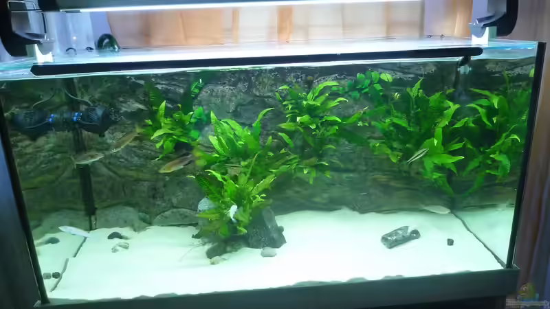 Aquarium Hauptansicht von Becken 19163