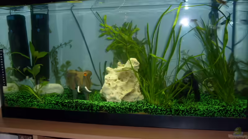 Aquarium Hauptansicht von Becken 19238 von anette (1)