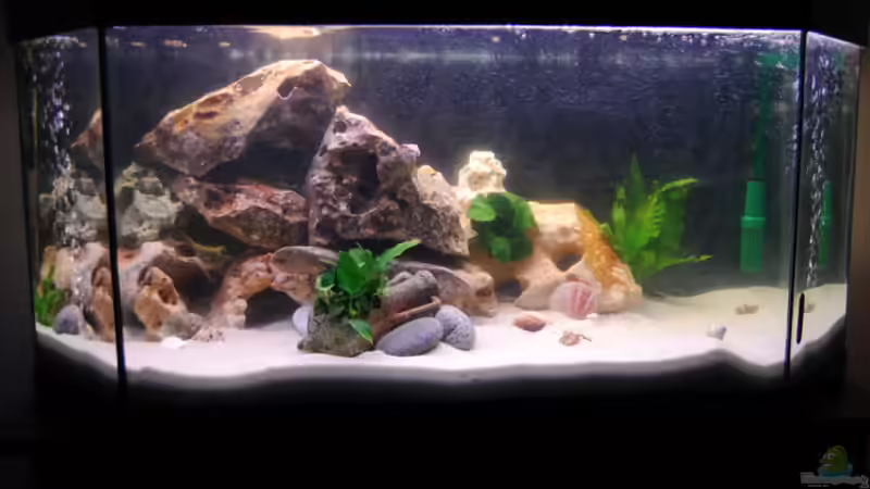 Aquarium Hauptansicht von Becken 19271 von Kat (1)