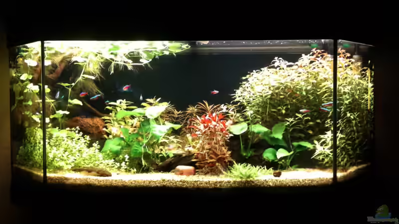 Aquarium Hauptansicht von Becken 19299