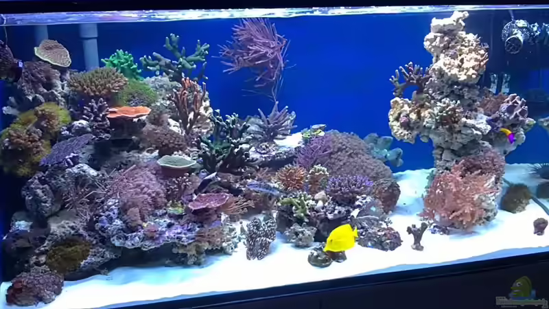 Aquarium Hauptansicht von Becken 19408