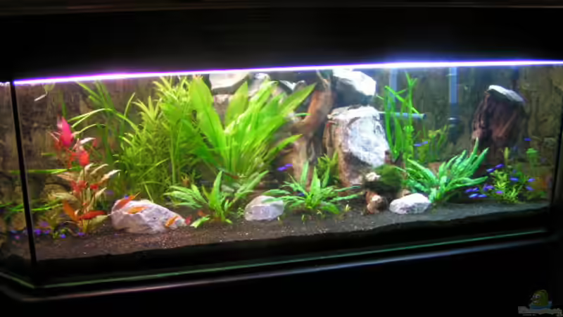 Aquarium Hauptansicht von Becken 1949 von Christian Nagel (1)