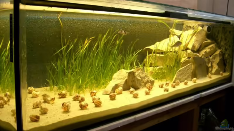 Aquarium Hauptansicht von Becken 1951 von Frank Muth (1)