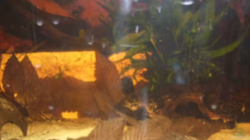 Aquarium Hauptansicht von Becken 19520 von Ulf (1)