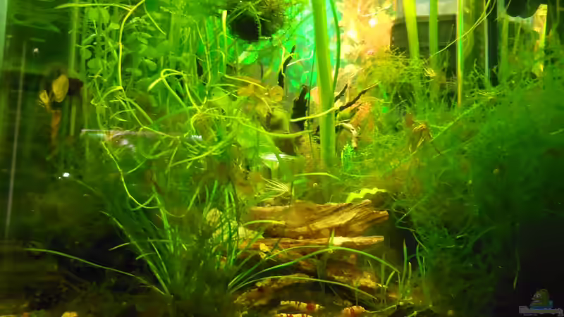 Aquarium Hauptansicht von Becken 19534 von manala (1)