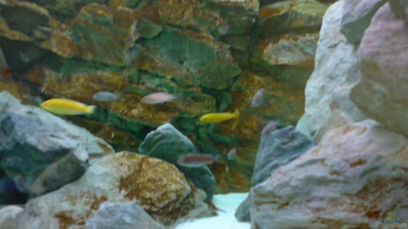 Aquarium Hauptansicht von Becken 1954 von Clermont (1)