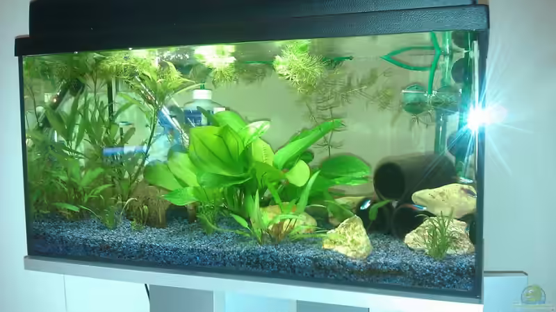 Aquarium Hauptansicht von Becken 19607 von Sven 85