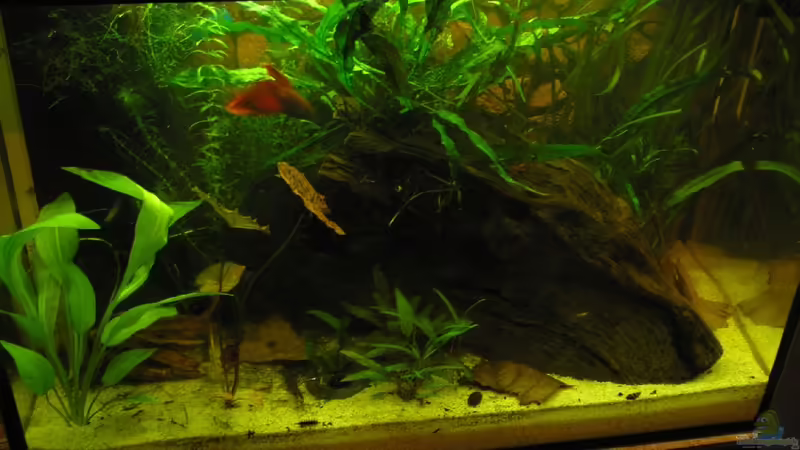 Aquarium Hauptansicht von Becken 19623 von Morten (1)