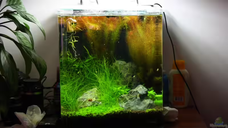 Aquarium Hauptansicht von Becken 19659