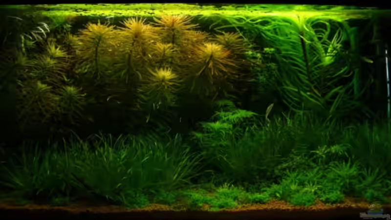 Aquarium Hauptansicht von Becken 1966