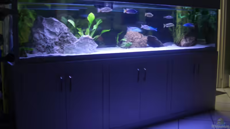 Aquarium Hauptansicht von Becken 197