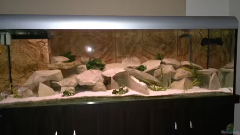 Aquarium Hauptansicht von Becken 19756 von coupe320i (1)