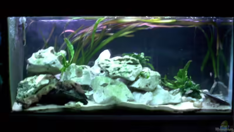 Aquarium Hauptansicht von Becken 198 von Oliver Lutz (1)