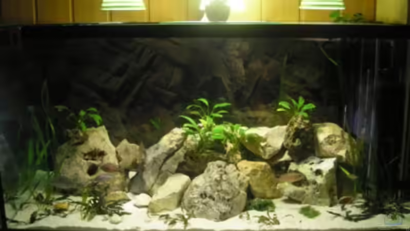 Aquarium Hauptansicht von Becken 19811 von guido400 (1)