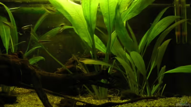 Aquarium Hauptansicht von Becken 1989