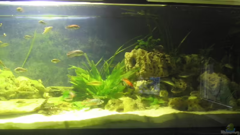 Aquarium Hauptansicht von Becken 199