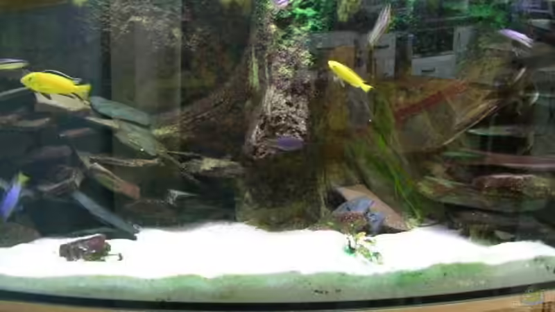 Aquarium Hauptansicht von Becken 1997 von Felix Pahs (1)