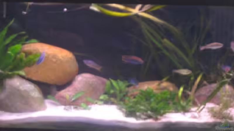 Aquarium Hauptansicht von Becken 200 von Katrin Bärwald (1)