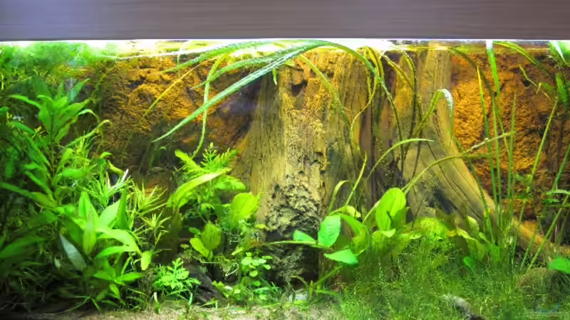 Aquarium Hauptansicht von Becken 20091