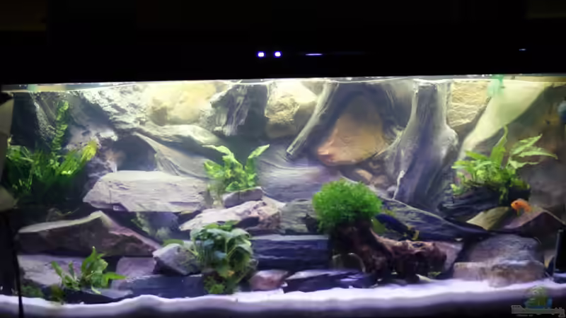 Aquarium Hauptansicht von Becken 200l Malawi nur noch als Beispiel