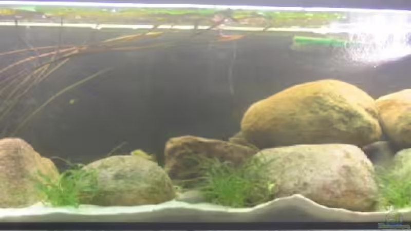 Aquarium Hauptansicht von Becken 201 von Katrin Bärwald (1)