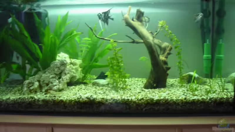 Aquarium Hauptansicht von Becken 2020 von Oliver Fischer (1) (2)