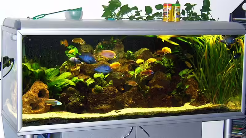 Aquarium Hauptansicht von Becken 2023