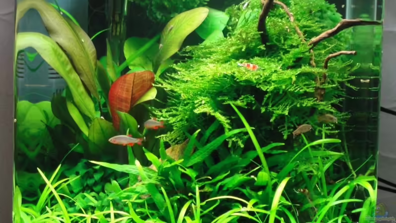 Aquarium Hauptansicht von Becken 20237