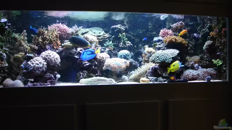 Aquarium Hauptansicht von Becken 20315 von ENM (1)