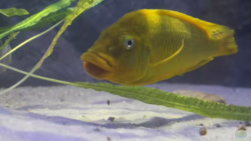 Aquarium Hauptansicht von Becken 20323 von Dynnarts (1)