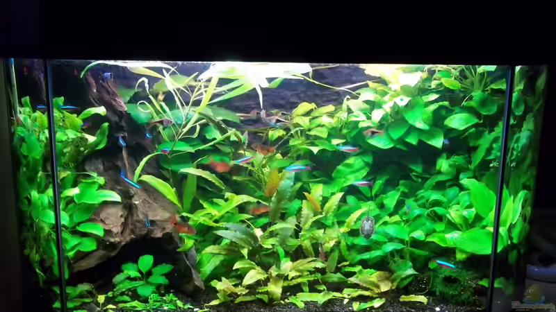 Aquarium Hauptansicht von Becken 20335