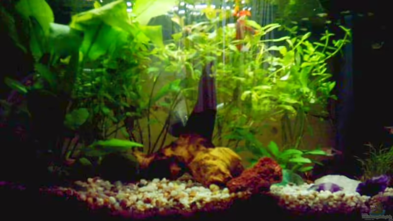 Aquarium Hauptansicht von Becken 2039 von Christine Schebesta (1)