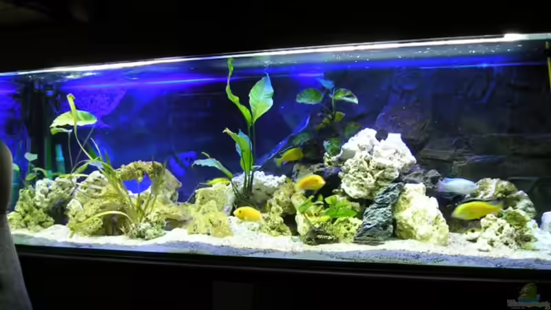 Aquarium Hauptansicht von Becken 2047 von Florian Geittner (1)