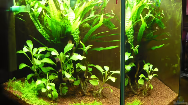 Aquarium Hauptansicht von Becken 20499 von Gerd Zimmermann (1)