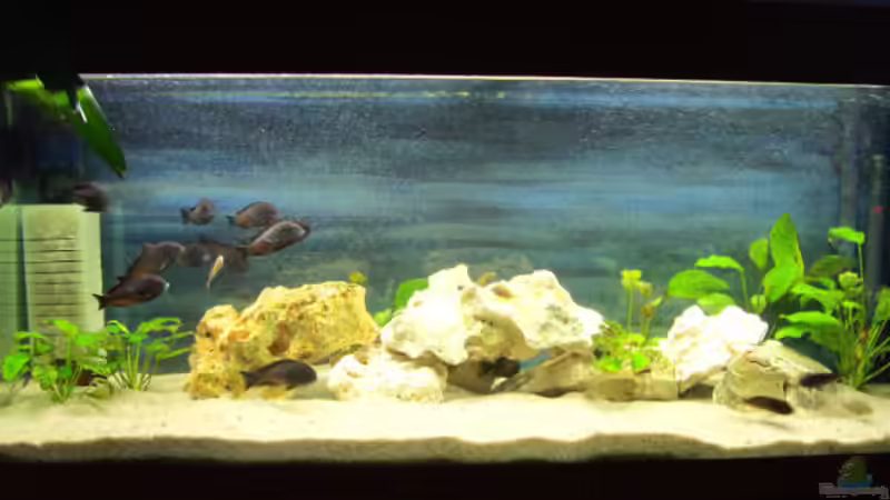 Aquarium Hauptansicht von Becken 2050